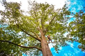 Best Tree Mulching  in Clive, IA