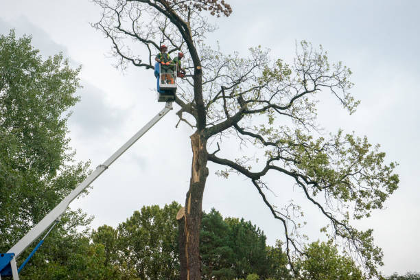 How Our Tree Care Process Works  in  Clive, IA