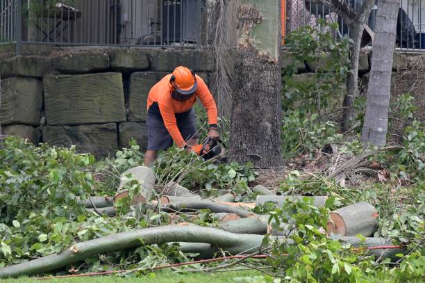 Best Tree Risk Assessment  in Clive, IA